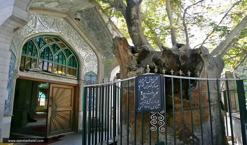 امامزاده یحیی و چنار 900 ساله محله عودلاجان